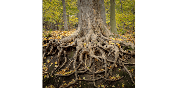 a tree with deep roots