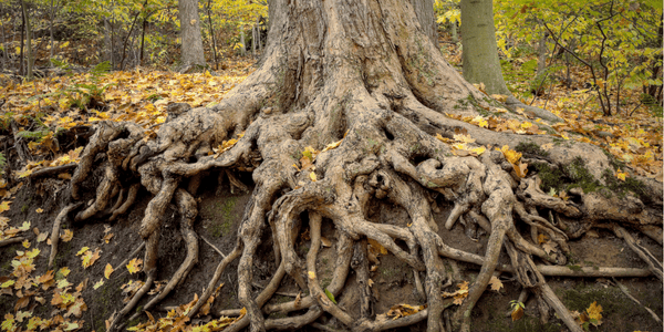 A tree with deep roots